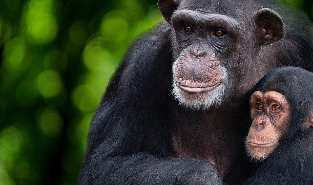 ‘Şempanzelerin Dünyası’ 7 Şubat Çarşamba 20.00’de National Geographic WILD Ekranlarında başlıyor